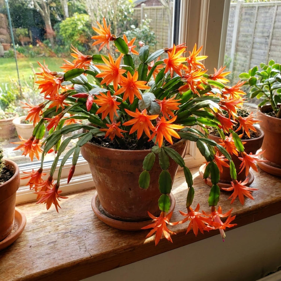 Orange Easter Cactus Plant Live, Vibrant Blooming Cactus, 6'' Tall in 4 Inches Pot, Holiday Cactus, Flowering Succulent for Indoor Outdoor Planting