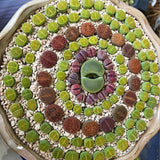 10 Large Random Mix Lithops Living Stones, Live Succulent Plants, Bare Roots Garden Indoor, Rocks Living Stones