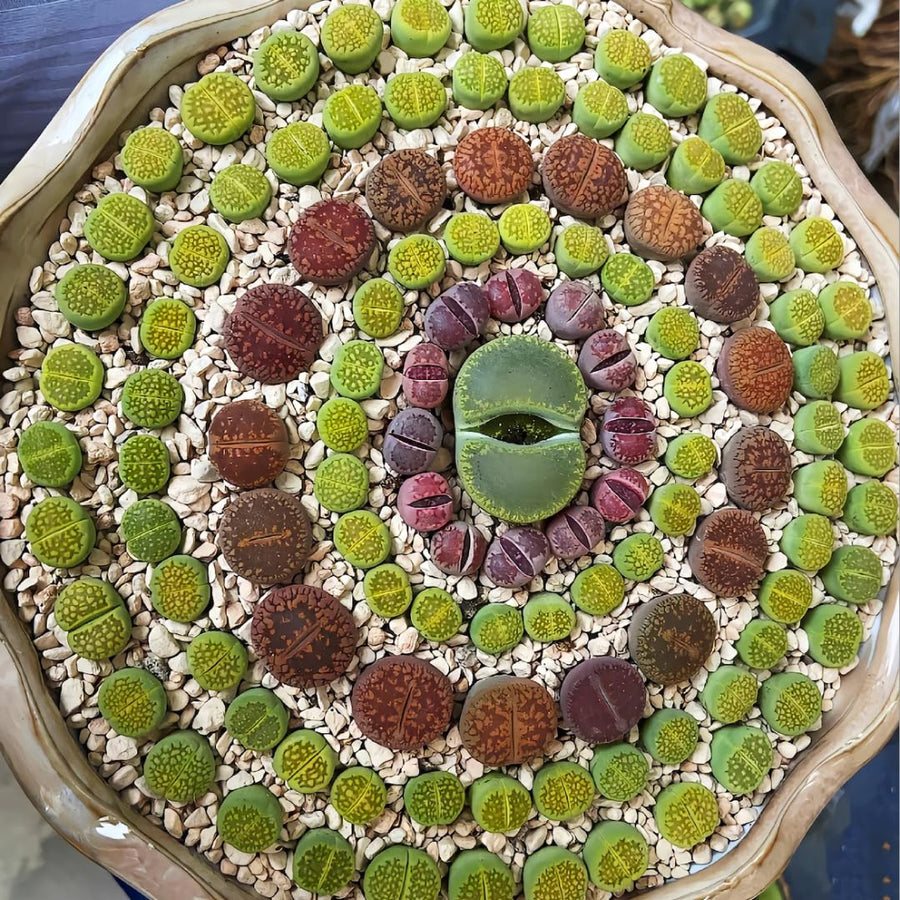 10 Large Random Mix Lithops Living Stones, Live Succulent Plants, Bare Roots Garden Indoor, Rocks Living Stones