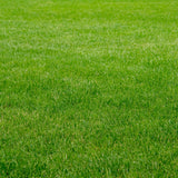 30000 Zoysia Grass Seeds, Emerald Zoysia Grass Seeds, Warm Season Lawn Seed, Soft Green Grass, Backyard Landscaping