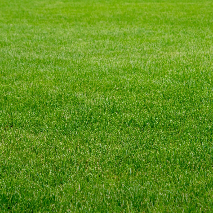 30000 Zoysia Grass Seeds, Emerald Zoysia Grass Seeds, Warm Season Lawn Seed, Soft Green Grass, Backyard Landscaping
