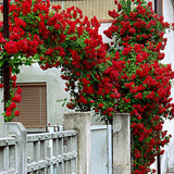 Red Climbing Rose Live Plant, Fragrant Rose Bush Ready to Plants, Zone 5 to 9, Size 5 to 7 Inches and Bare Root