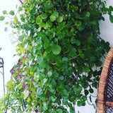 1 Pot Plectranthus Swedish Ivy Plant Live, Swedish Ivy Mint Herb Houseplants in 3.25 Inch Pots for Indoor and Outdoor