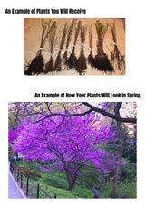 2 Redbud Trees Live Plants Seedlings, Dormant 6 to 14 Inches Tall for Outdoor Blooms, Purple Flowers, American Eastern Red Bud Tree