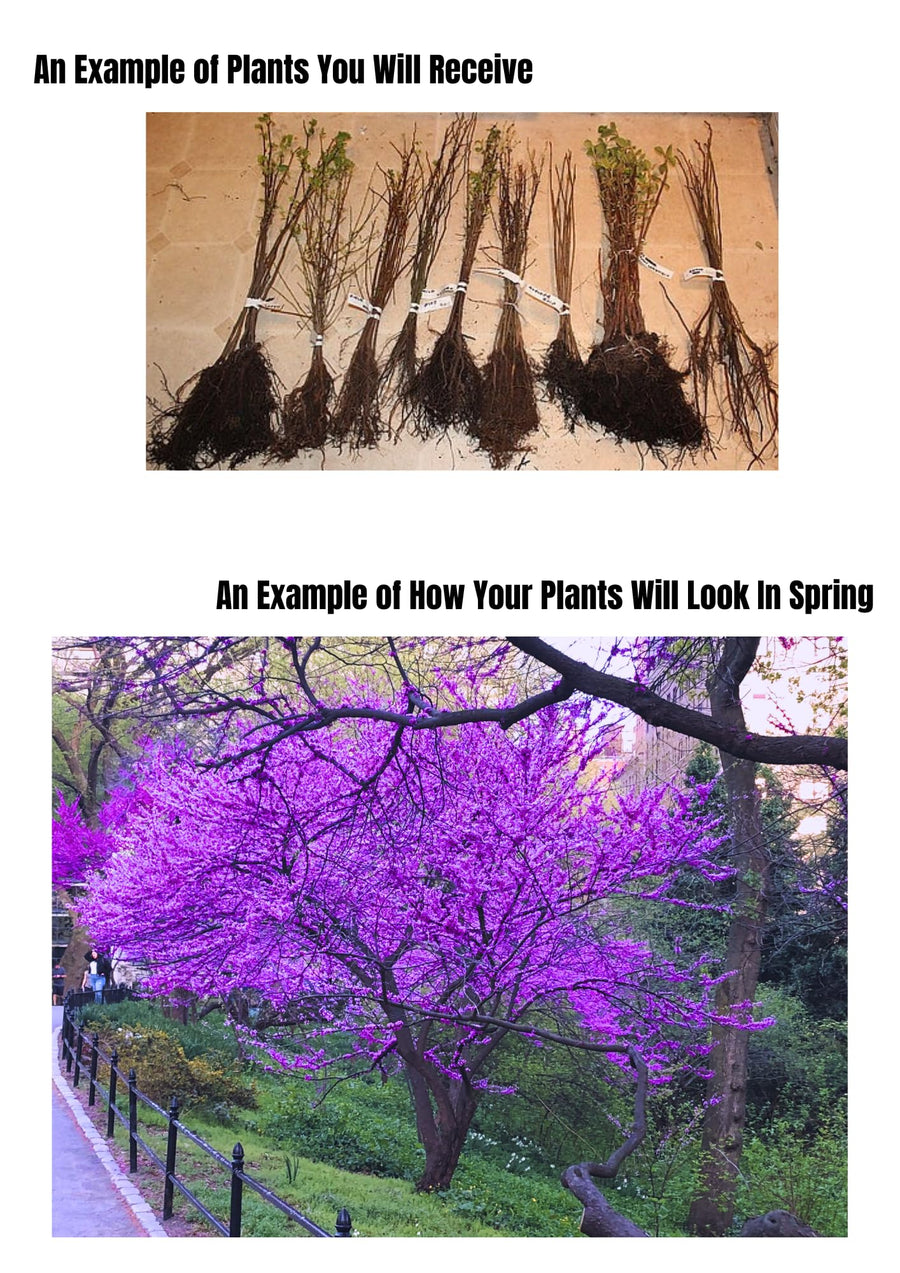 2 Redbud Trees Live Plants Seedlings, Dormant 6 to 14 Inches Tall for Outdoor Blooms, Purple Flowers, American Eastern Red Bud Tree