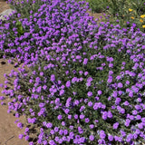1200 Moss Verbena Seeds, Perennial Ground Cover, Purple Flower Seeds