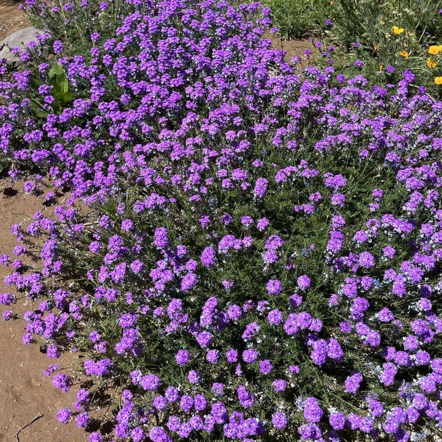 1200 Moss Verbena Seeds, Perennial Ground Cover, Purple Flower Seeds