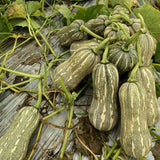 10 Striped Butternut Squash Seeds for Planting, Winter Squash Vegetable Seeds, Garden Seeds for Outdoor Growing
