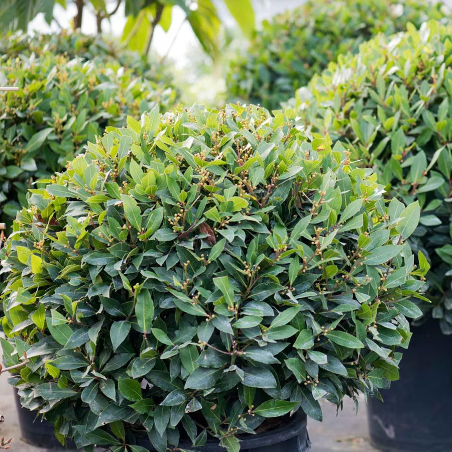 Bay Leaf Tree, Sweet Bay Laurel Plant Live, Laurus Nobilis 6-11” Tall in 4” Pot, Fragrant Culinary Herb for Indoor or Outdoor Growing