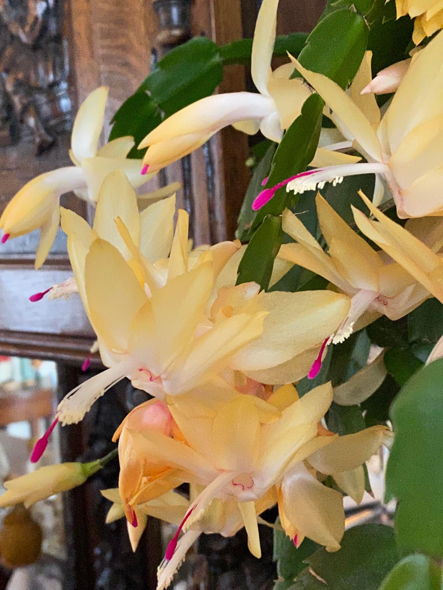 Yellow Christmas Cactus Plants Live, 4 to 6 Inch Tall Live Christmas Cactus Bare Roots, Perennial Well Rooted Flower Plants, Holiday Houseplant, No Pot