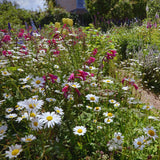 3 Daisy Perennials Live Plants Outdoor, 5 to 7 Inc in Height Starter Plants, White Daisy Plants Live for Growing Indoor Outdoor