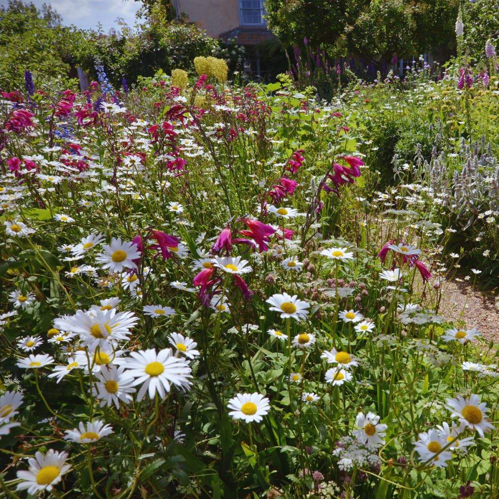 3 Daisy Perennials Live Plants Outdoor, 5 to 7 Inc in Height Starter Plants, White Daisy Plants Live for Growing Indoor Outdoor