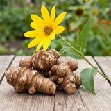 2 Lbs Jerusalem Artichoke Tubers for Planting, Sunchoke Root Vegetable, High Yield Vegetable Plants for Outdoor Growing