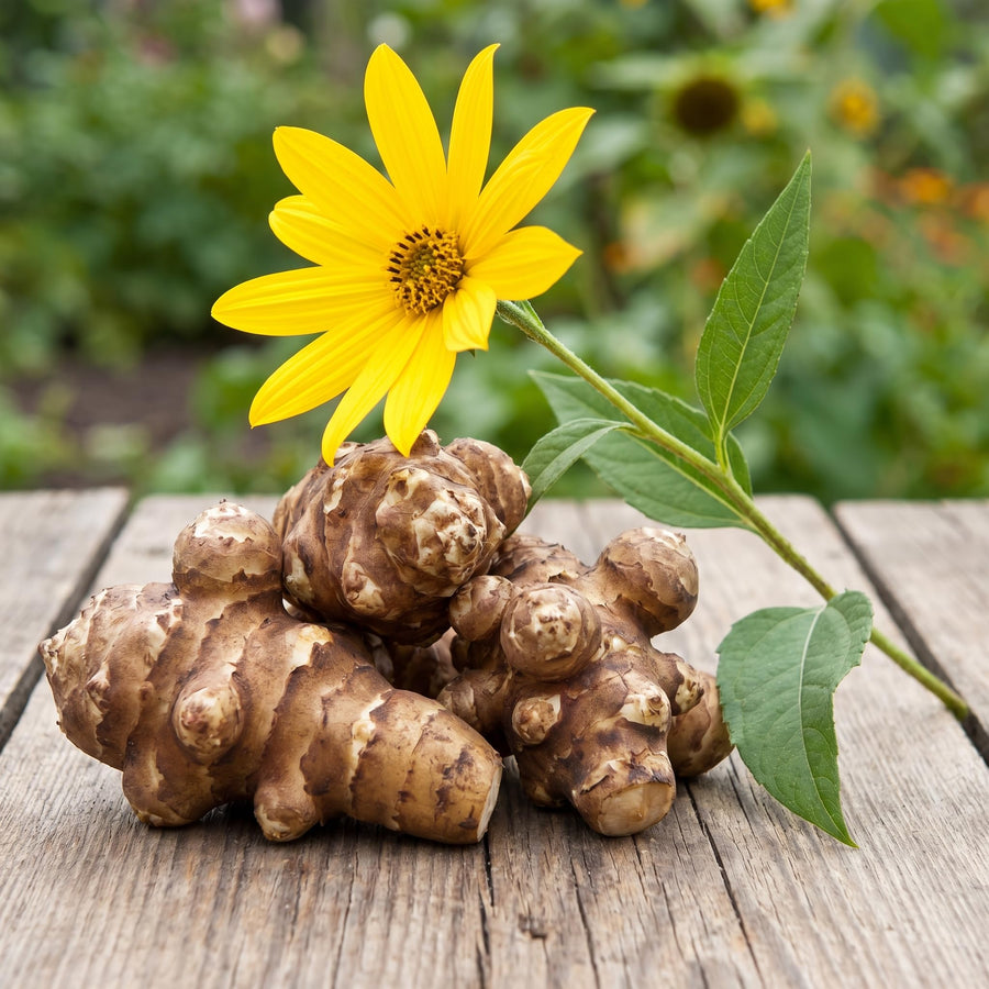 2 Lbs Jerusalem Artichoke Tubers for Planting, Sunchoke Root Vegetable, High Yield Vegetable Plants for Outdoor Growing
