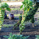Set of 2 Pot Brussel Sprouts Plants Live, Brussel Sprouts Plants, Vegetable Seedlings, 4 Inch Pot for Outdoor Growing