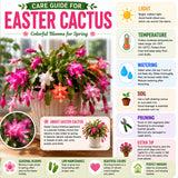 Pink Easter Cactus Plant Live, Vibrant Blooming Cactus, 6'' Tall in 4 Inches Pot, Holiday Cactus, Flowering Succulent for Indoor Outdoor Planting