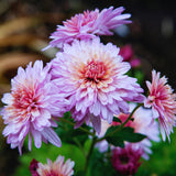 Chrysanthemum Plants Live Tree Well Rooted, 4 to 6 Inches Tall, Mums Plants Live, 2 Plants for The Patio and Garden (Pink)
