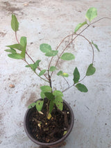 Coral Honeysuckle Plant, Live Honeysucke Vine, 5-10 Inc Tall, Red Honeysuckle for Planting, Climbing Honeysuckle Bush Shrubs, Fragrant, No Pot