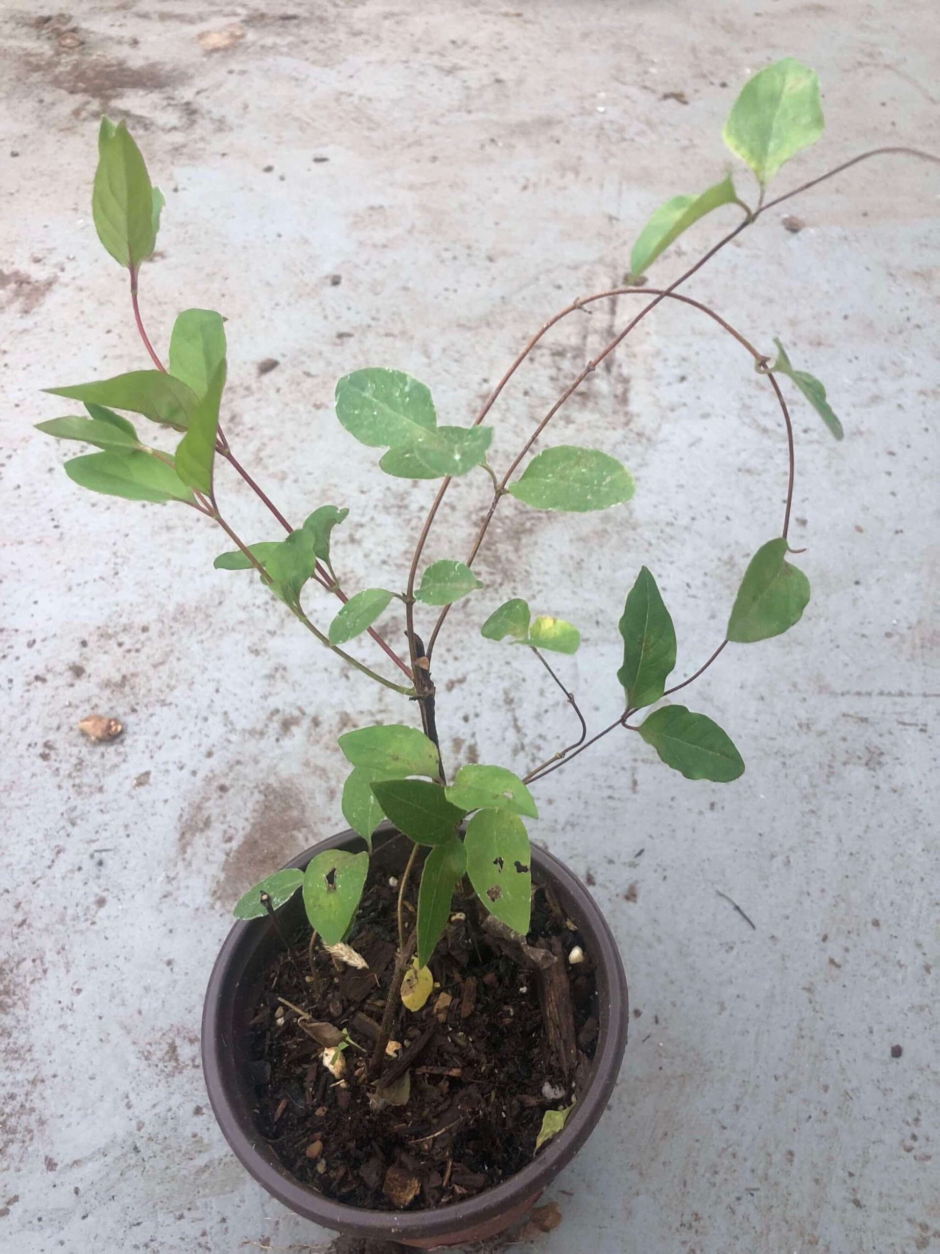 Coral Honeysuckle Plant, Live Honeysucke Vine, 5-8 Inc Tall, Red Honeysuckle for Planting, Climbing Honeysuckle Bush Shrubs, Fragrant, No Pot