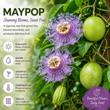 Passiflora Incarnata Maypop Live Plant, Purple Passion Flower Vine, 4-8'' Tall, Cold Hardy Perennial for Patio, Trellis and Outdoor Garden, Well Rooted Starter Plant