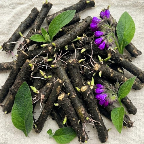 9 Comfrey Roots for Planting, Comfrey Cuttings Bocking 4 Rhizomes, 1-2", Perennial Herbs for Growing Outdoor, Fast Growth and High Yields