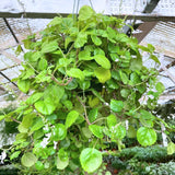 1 Plectranthus Swedish Ivy Plant Live, Swedish Ivy Mint Herb Houseplants in 3.25 Inch Pot for Indoor and Outdoor