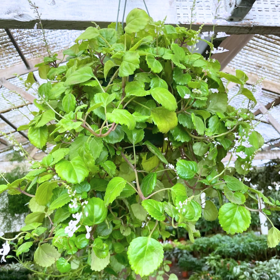 1 Plectranthus Swedish Ivy Plant Live, Swedish Ivy Mint Herb Houseplants in 3.25 Inch Pot for Indoor and Outdoor