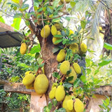 Yellow Jackfruit Live Plant, Sweet Jackfruit Tropical Fruit Trees in Pot, 8-10'' Tall, Hardy Perennial Jackfruit for Outdoor Garden
