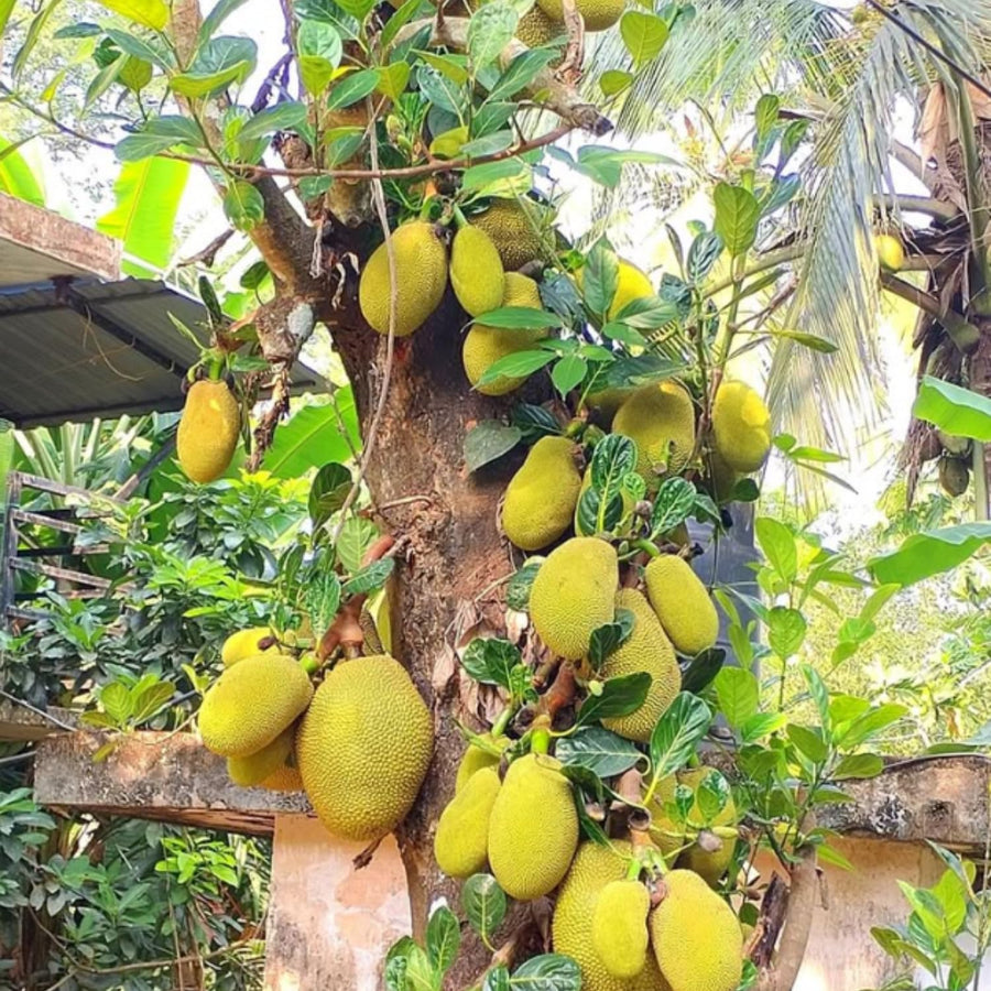 Yellow Jackfruit Live Plant, Sweet Jackfruit Tropical Fruit Trees in Pot, 8-10'' Tall, Hardy Perennial Jackfruit for Outdoor Garden