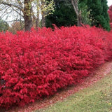 05 Dwarf Burning Bush Shrubs for Spring Planting, Bare Roots, Red Burning Bush Rooted Cuttings 4-10" in Tall