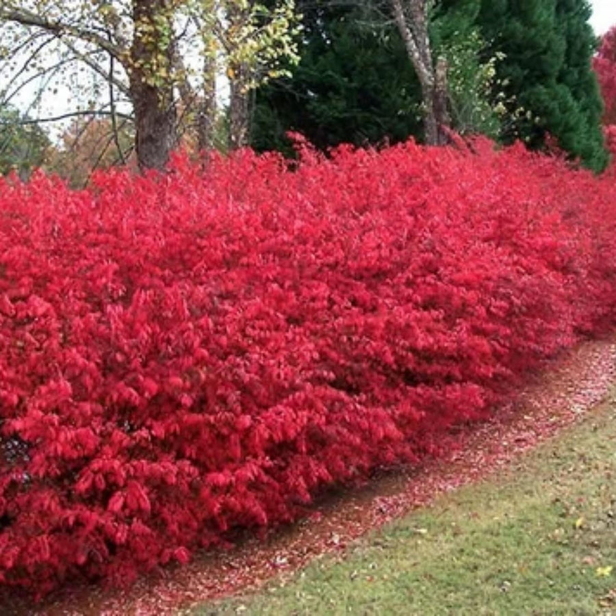 05 Dwarf Burning Bush Shrubs for Spring Planting, Bare Roots, Red Burning Bush Rooted Cuttings 4-10" in Tall