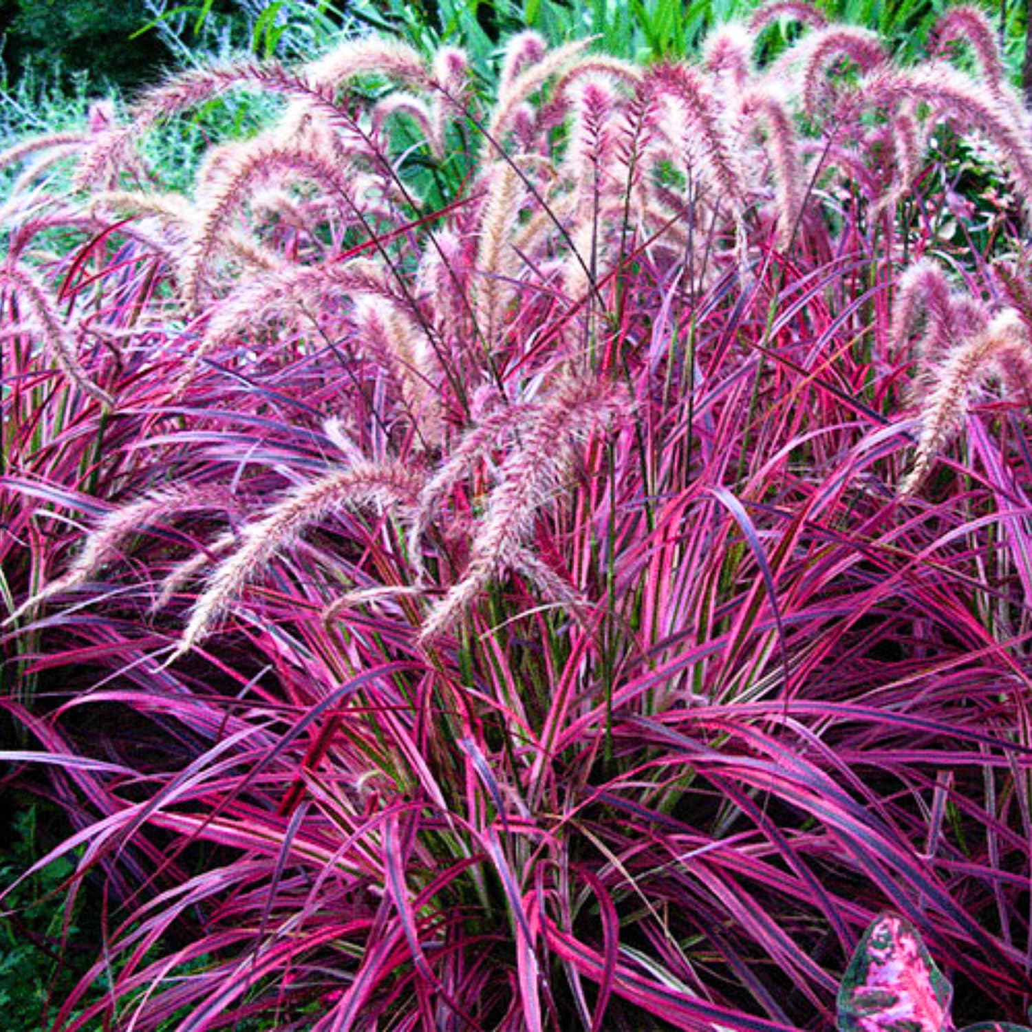 2 Red Purple Fountain Grass Plants Live for Planting, Ornamental Grass Perennial Garden Size 5 to 9 Inch Tall