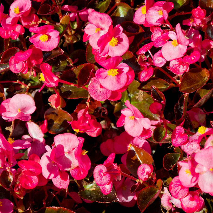 Begonias Plant Indoor, Begonia Plant Houseplant, Rare Begonias Live Plant 4 to 6 Inches Height No Pot (Red Brown Leaf)