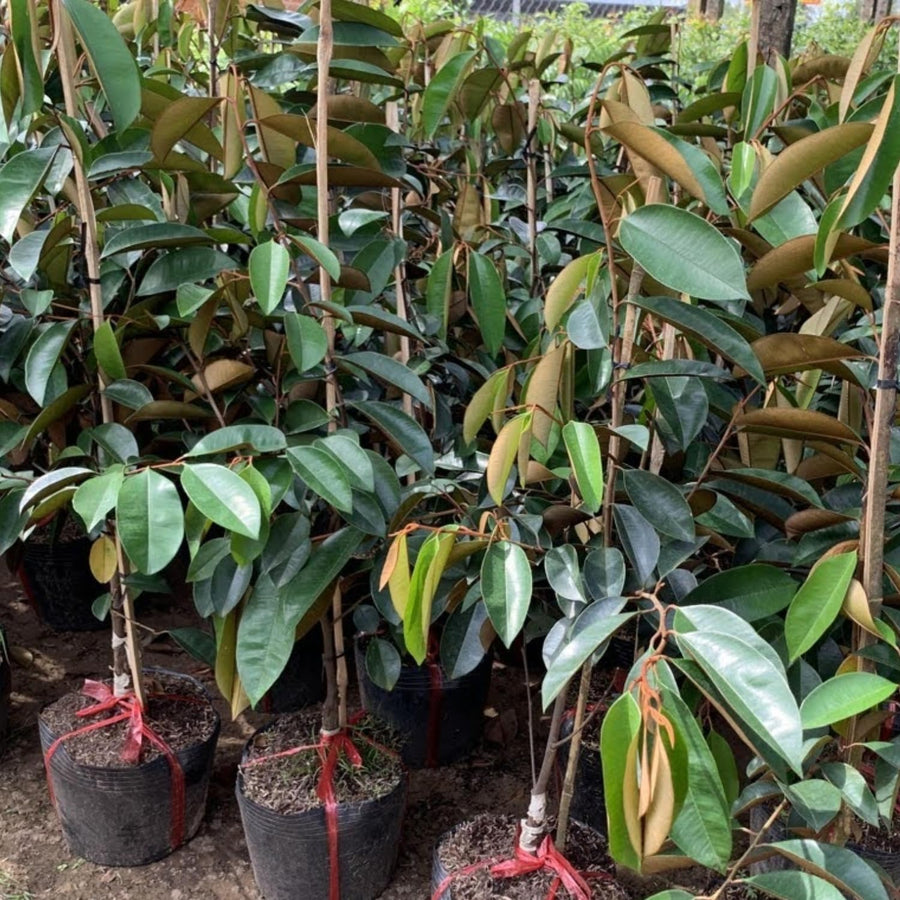 Purple Star Apple Tree Live Plant, 2-3 Feet, in 1 Gallon Pot, Tropical Fruit Tree