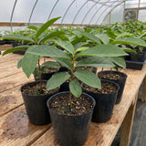 Soursop Tree Live Plant, Tropical Soursop Fruit Tree 8-10 Inch Tall, Annona Muricata Guanabana Seedling, Ready to Grow Outdoor