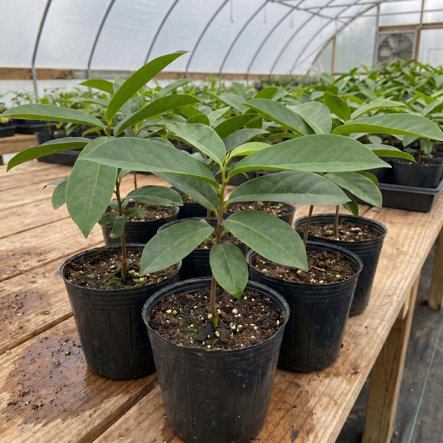 Soursop Tree Live Plant, Tropical Soursop Fruit Tree 8-10 Inch Tall, Annona Muricata Guanabana Seedling, Ready to Grow Outdoor