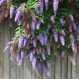 Butterfly Bush Plant for Plant, Size 5 to 7 Inch Tall Plant, Without Pot, Butterfly Bushes Plant (Light Blue Flowers)