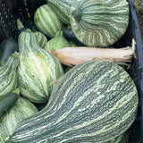 10 Striped Butternut Squash Seeds for Planting, Winter Squash Vegetable Seeds, Garden Seeds for Outdoor Growing