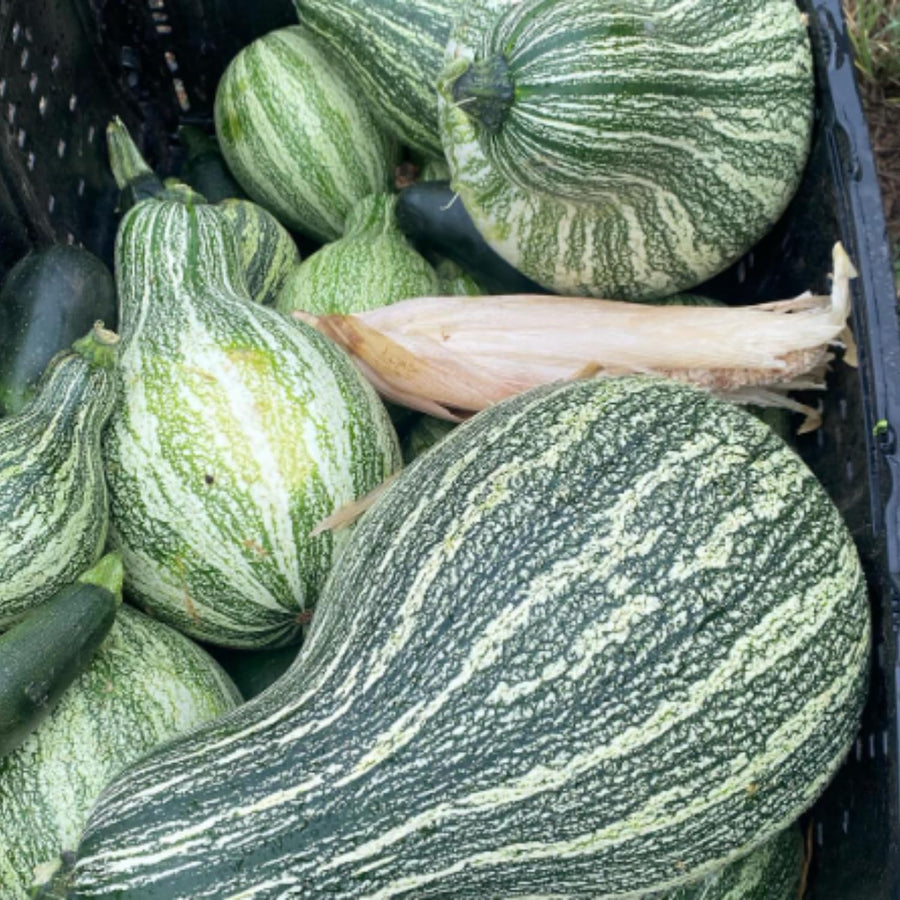 10 Striped Butternut Squash Seeds for Planting, Winter Squash Vegetable Seeds, Garden Seeds for Outdoor Growing