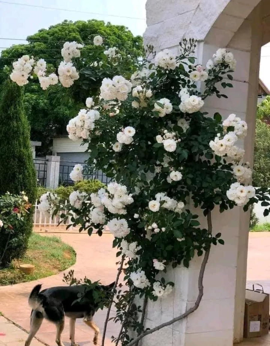 Climbing Rose Bushes Ready to Plant, Well-Rooted, Hardy Roses Tree 5 to 10 Inc Tall, Fragrant, Outdoor Planting (Red)