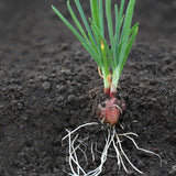 Set 5 Egyptian Walking Onion Plants, 2 Year Old Live Perennial Vegetable
