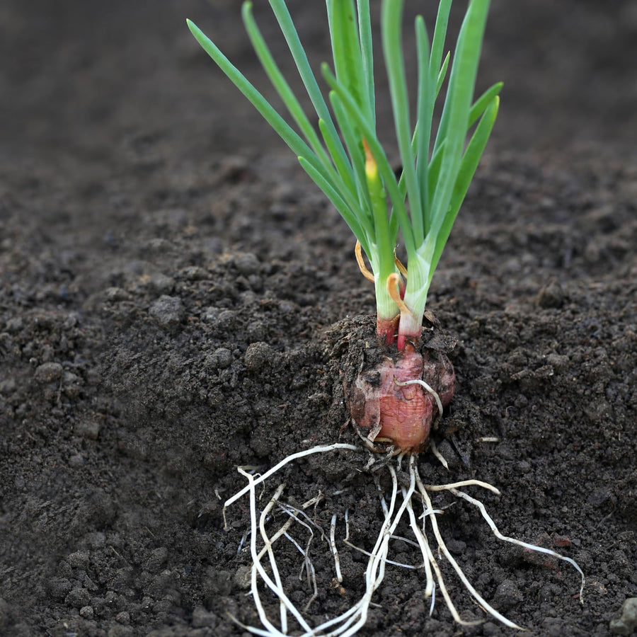 Set 5 Egyptian Walking Onion Plants, 2 Year Old Live Perennial Vegetable