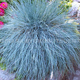 2 Oranmental Blue Fescue Grass Live Plants, Perennial Growing, Grass Live Plant in 4" Pot, Outdoor Gardening Decor, Fast-Growing