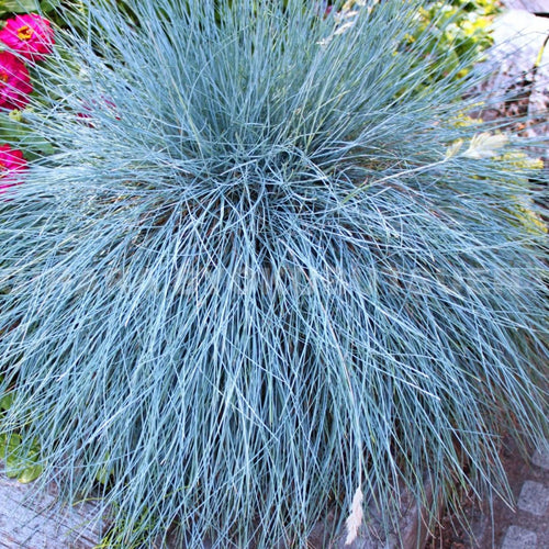 2 Oranmental Blue Fescue Grass Live Plants, Perennial Growing, Grass Live Plant in 4" Pot, Outdoor Gardening Decor, Fast-Growing