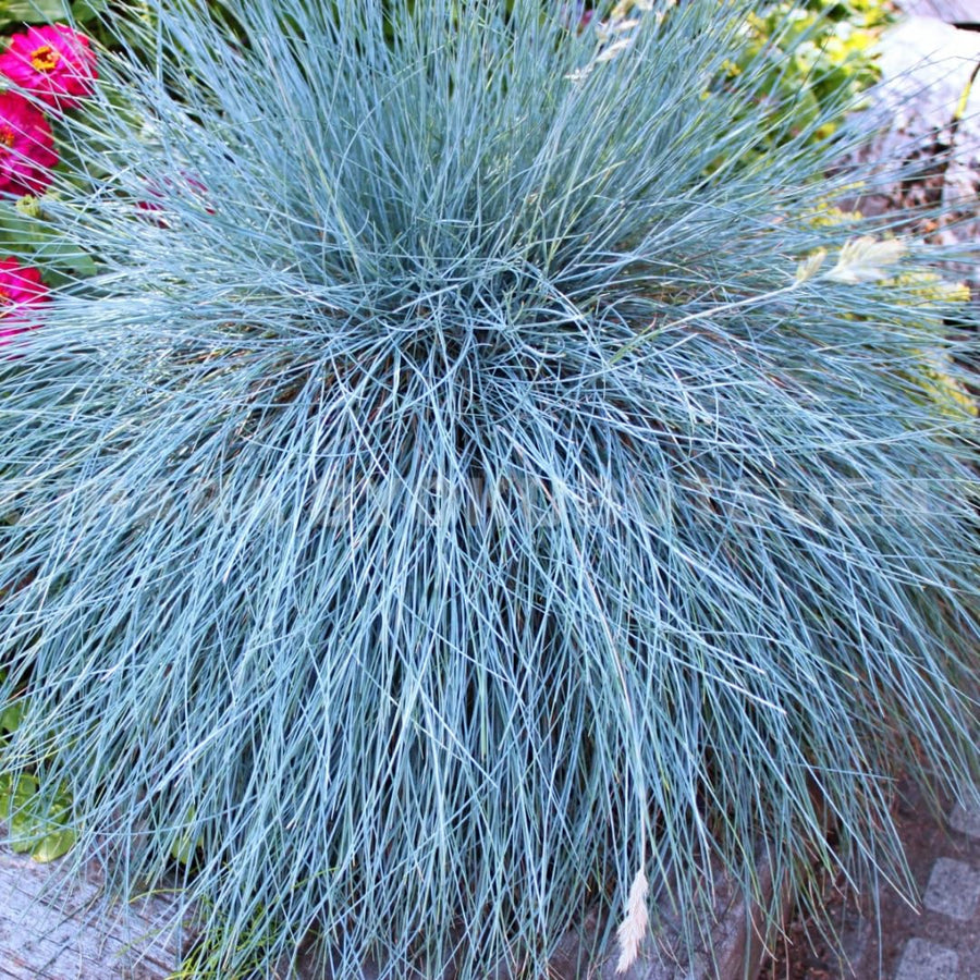 2 Oranmental Blue Fescue Grass Live Plants, Perennial Growing, Grass Live Plant in 4" Pot, Outdoor Gardening Decor, Fast-Growing