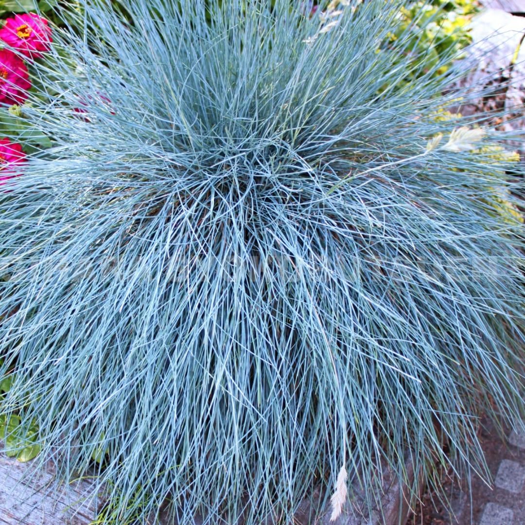 2 Oranmental Blue Fescue Grass Live Plants, Perennial Growing, Grass Live Plant in 4" Pot, Outdoor Gardening Decor, Fast-Growing