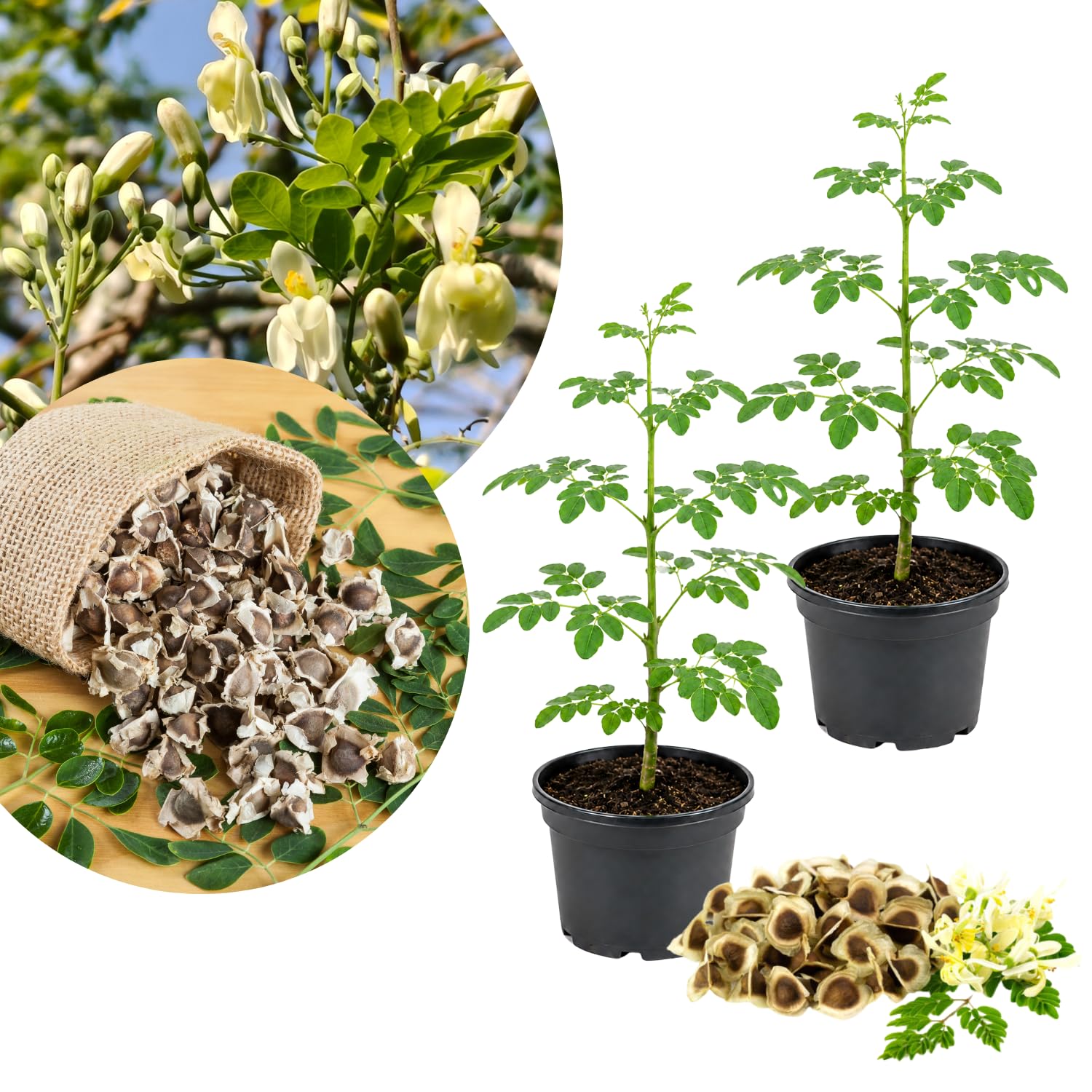 2 Moringa Tree Plants Live in 4'' Pot, Drumstick Horseradish Tree, Oleifera Moringa Moringa Herb Plants 5-8'' Tall for Growing