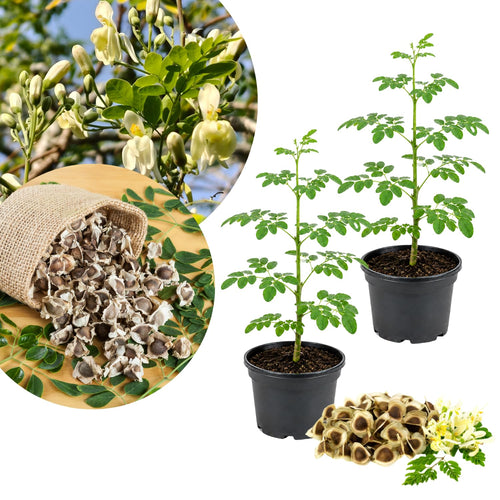 2 Moringa Tree Plants Live in 4'' Pot, Drumstick Horseradish Tree, Oleifera Moringa Moringa Herb Plants 5-8'' Tall for Growing