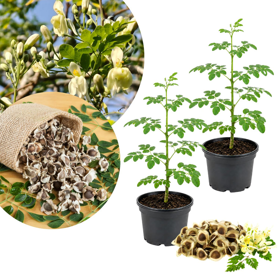 2 Moringa Tree Plants Live in 4'' Pot, Drumstick Horseradish Tree, Oleifera Moringa Moringa Herb Plants 5-8'' Tall for Growing
