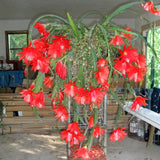 1 Feet Epiphyllum Orchid Cactus Plants Live, Vibrant Color Orchird Cactus Fully-Rooted in 4" Pot, Cold Hardy, Fragrant (Red)